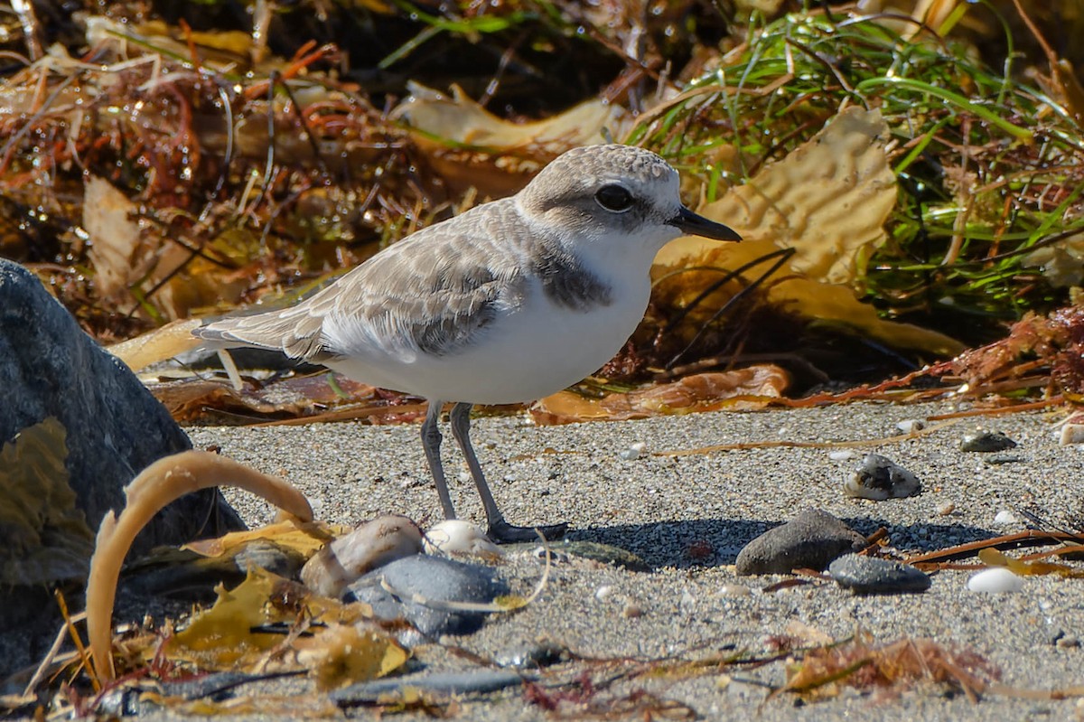 Snowy Plover - ML643801423