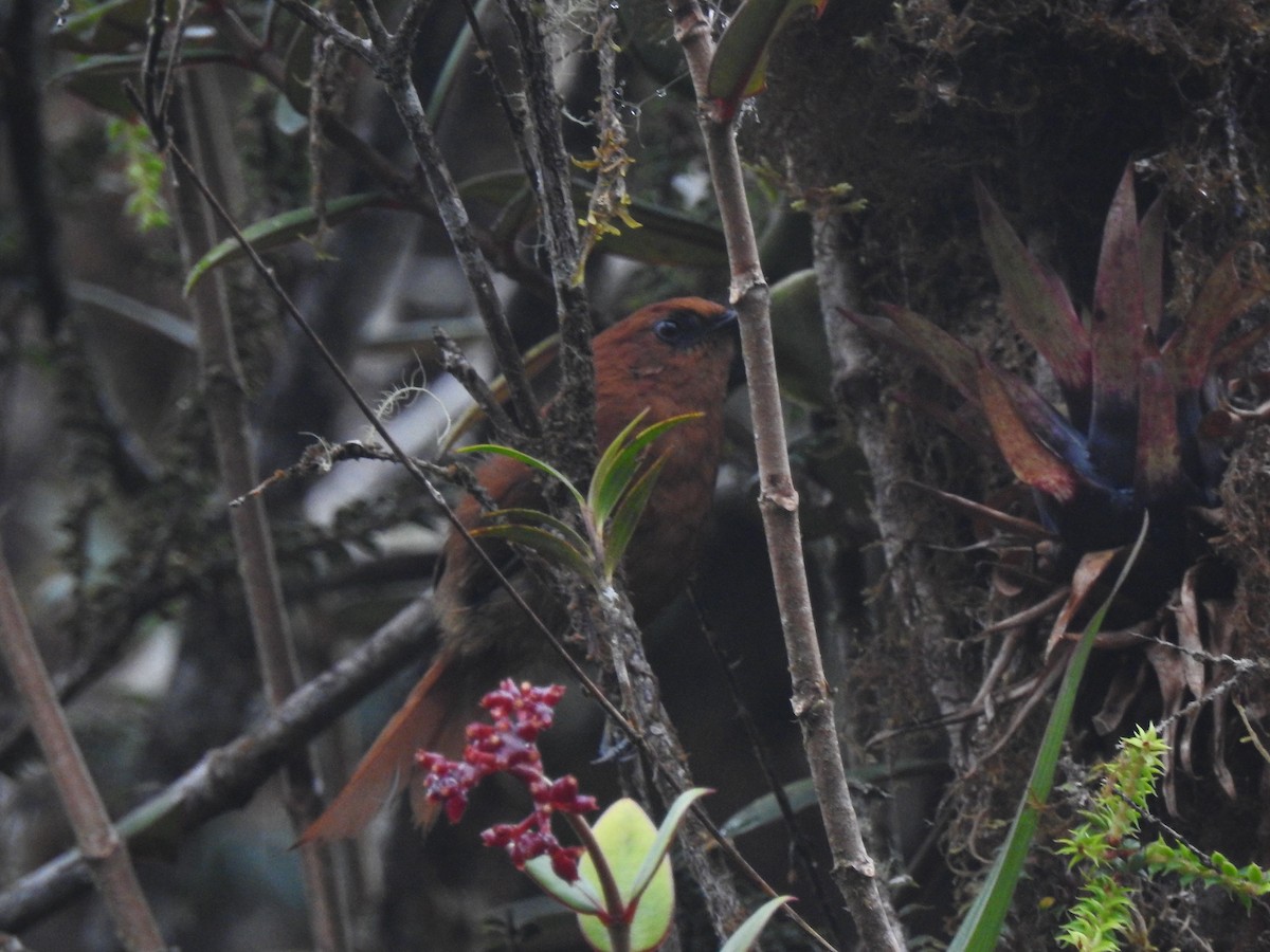 Kızıl Dikenkuyruk - ML643801434