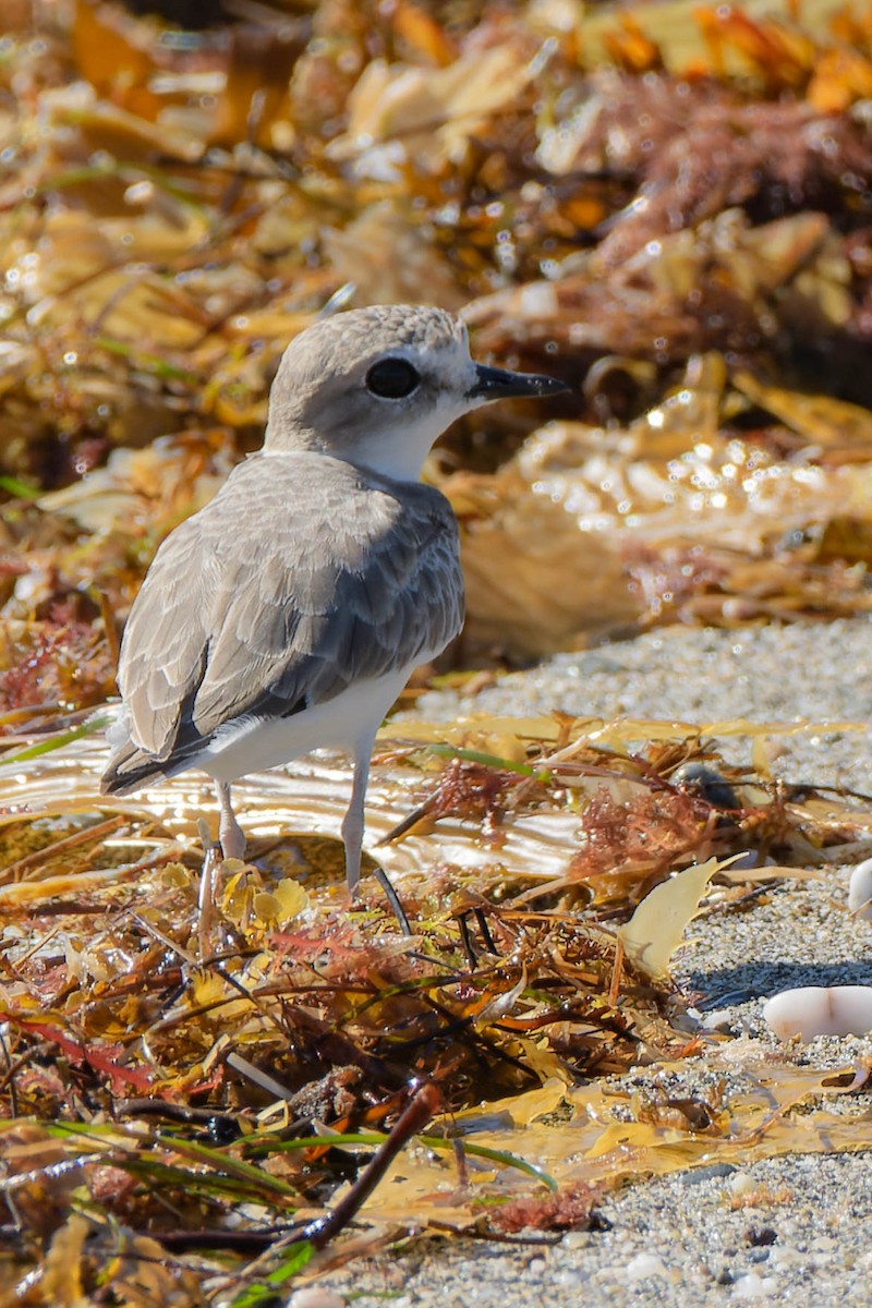 Snowy Plover - ML643801436
