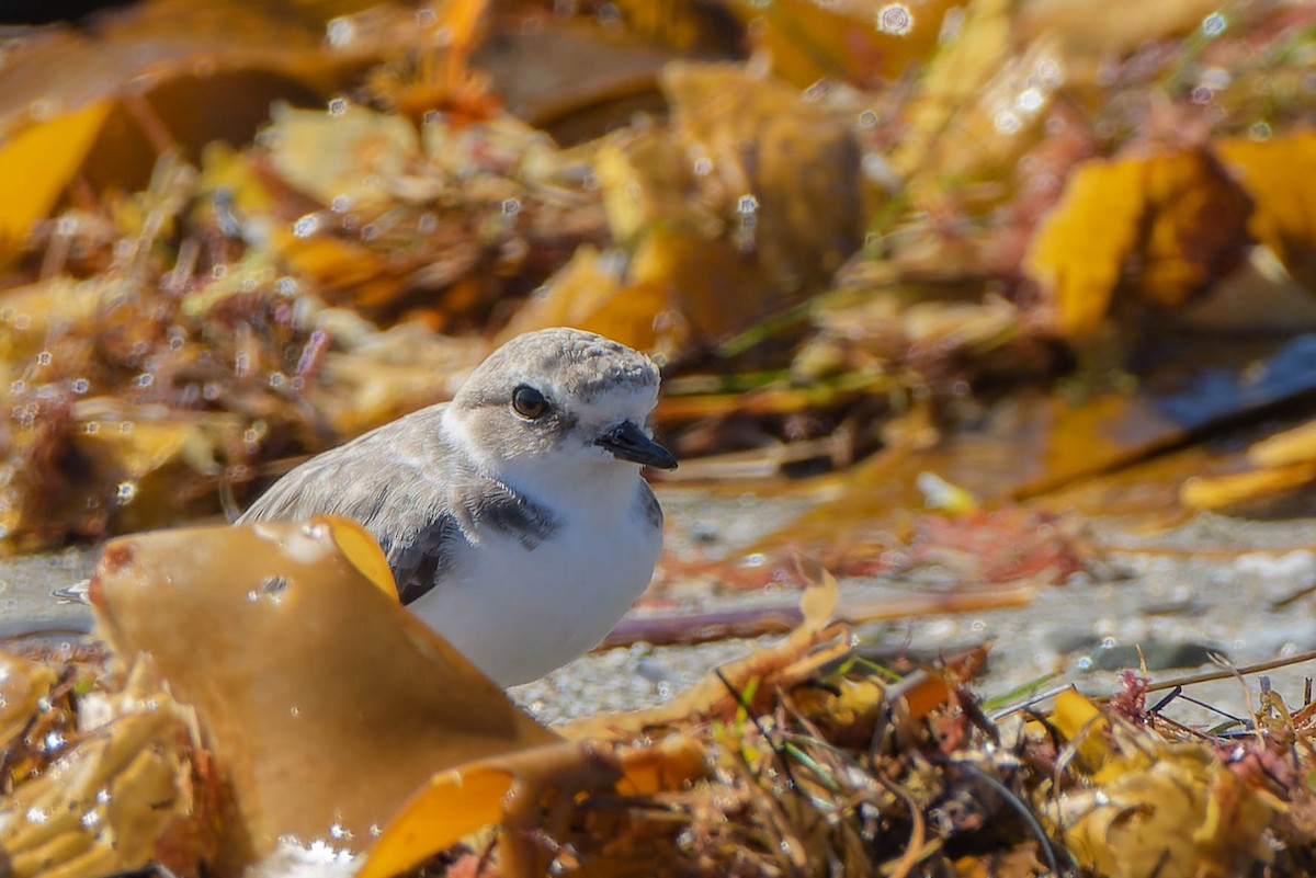 Snowy Plover - ML643801438