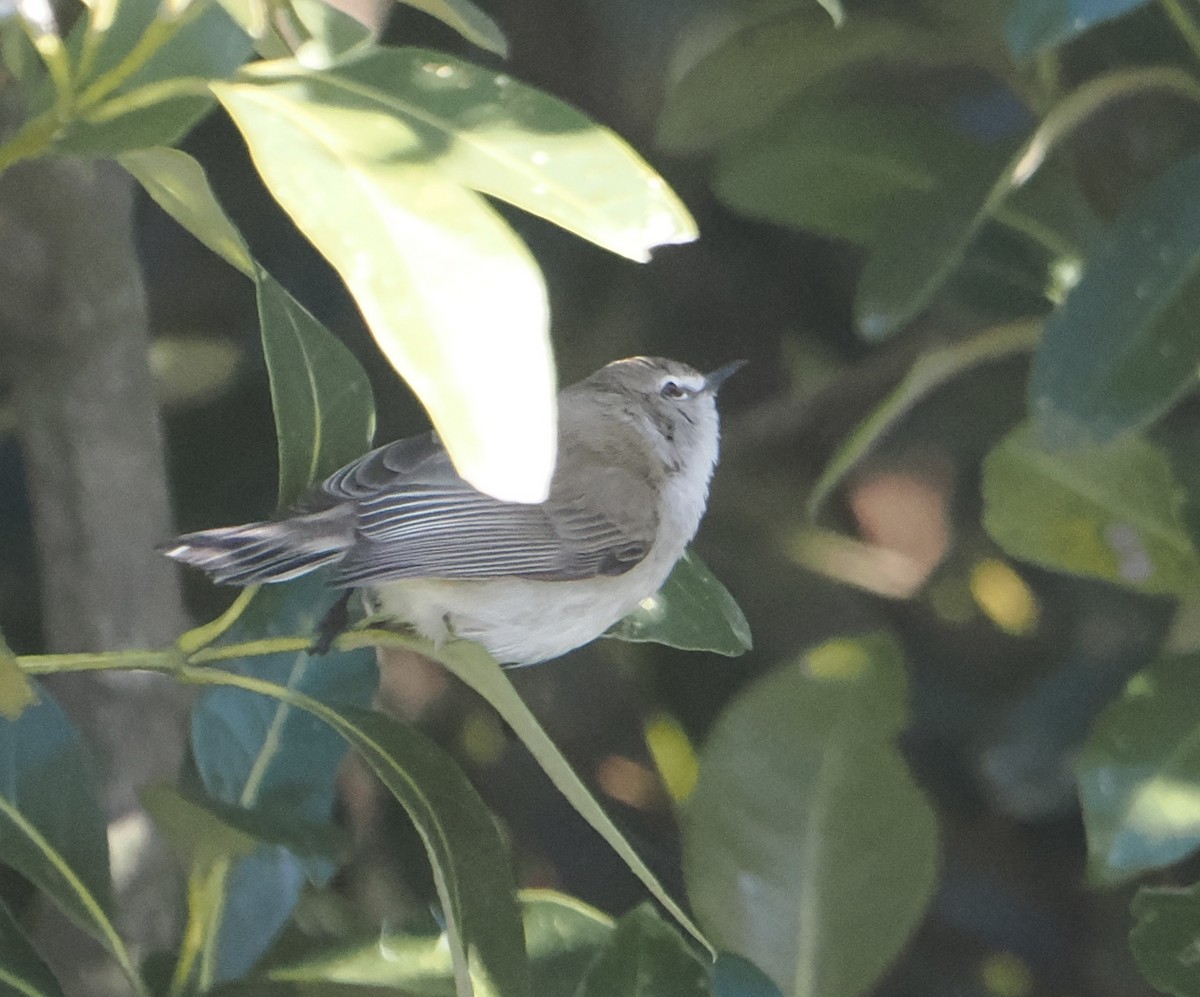 Mangrove Gerygone - ML643801439