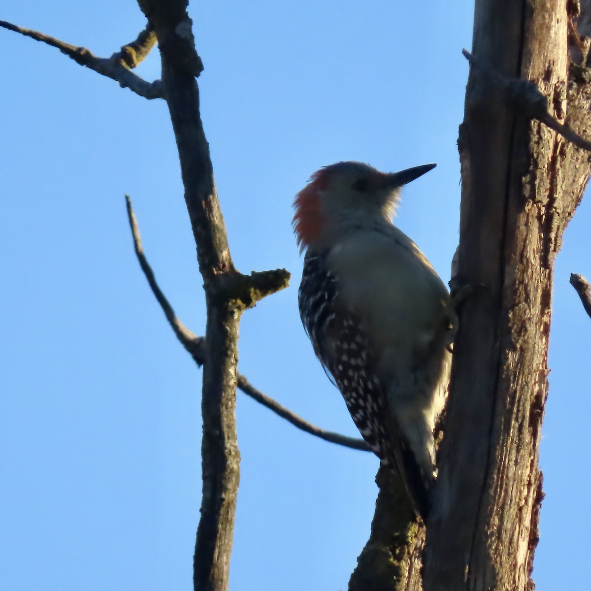 Red-bellied Woodpecker - ML643801441