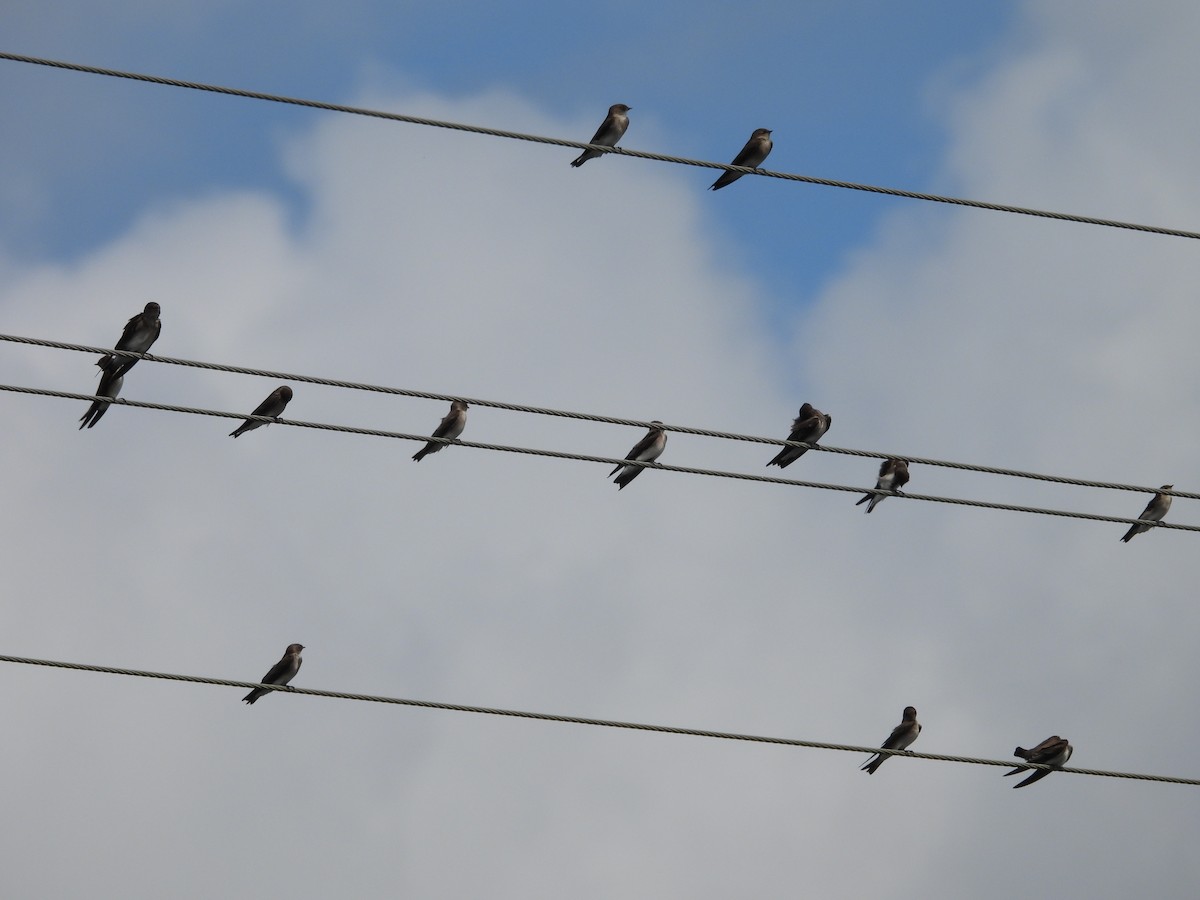 Northern Rough-winged Swallow - ML643801444