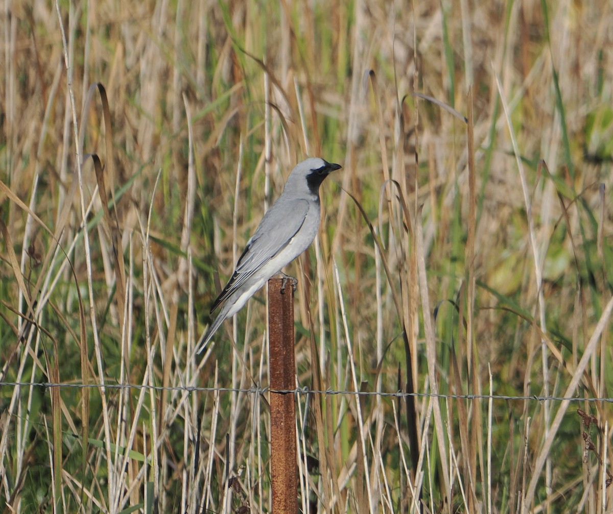 Black-faced Cuckooshrike - ML643801445