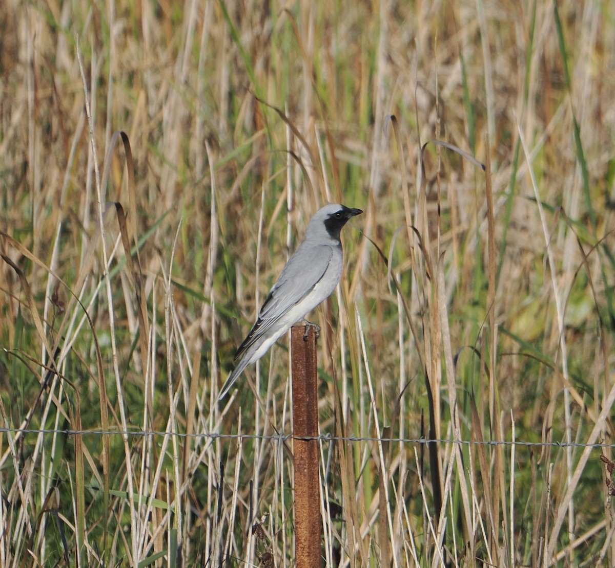 Black-faced Cuckooshrike - ML643801446