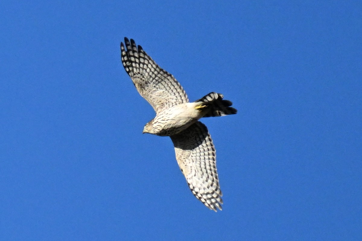Cooper's Hawk - ML643801448