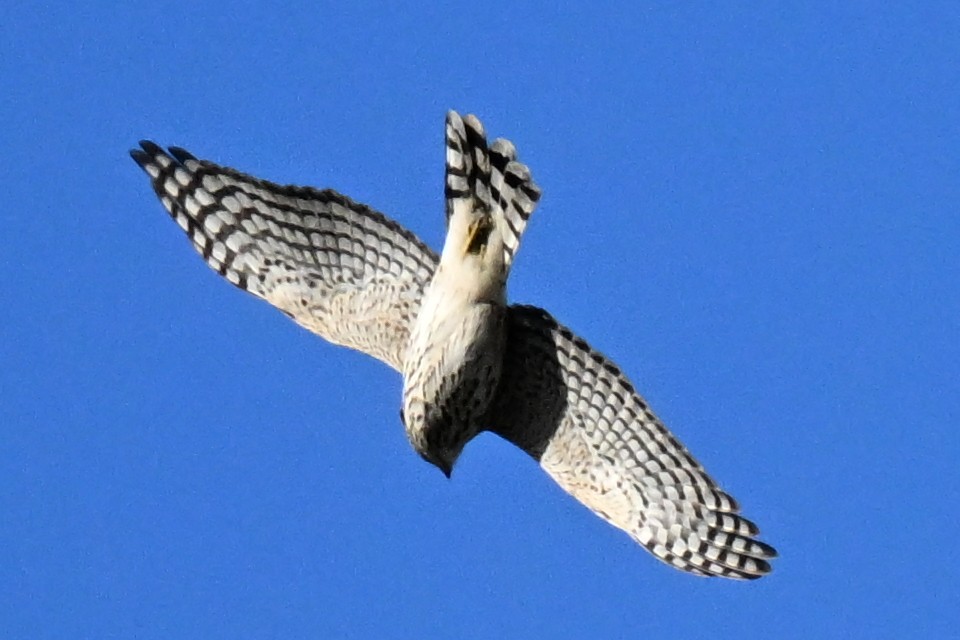 Cooper's Hawk - ML643801449