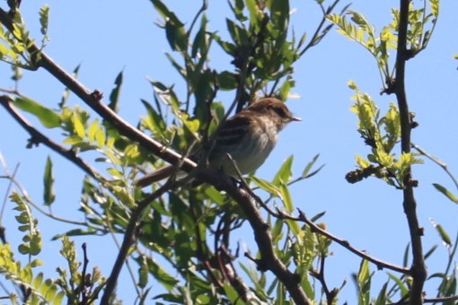 Bran-colored Flycatcher - ML643801473