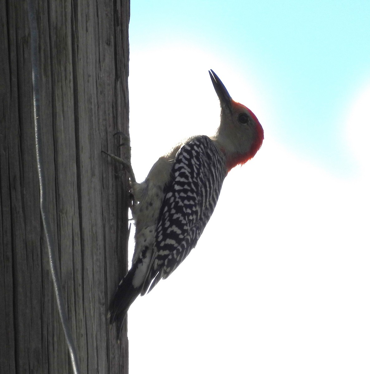 Red-bellied Woodpecker - ML643801475