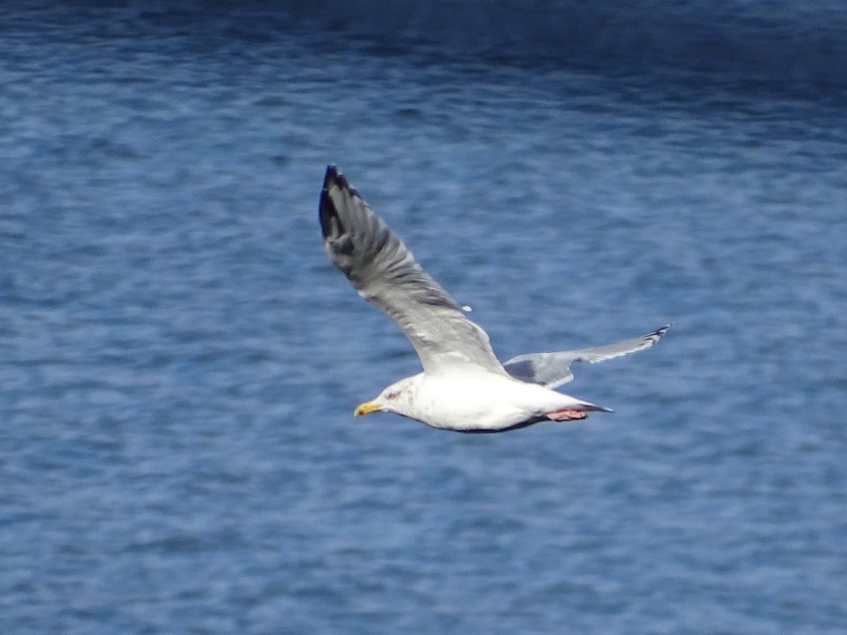 American Herring Gull - ML643801496