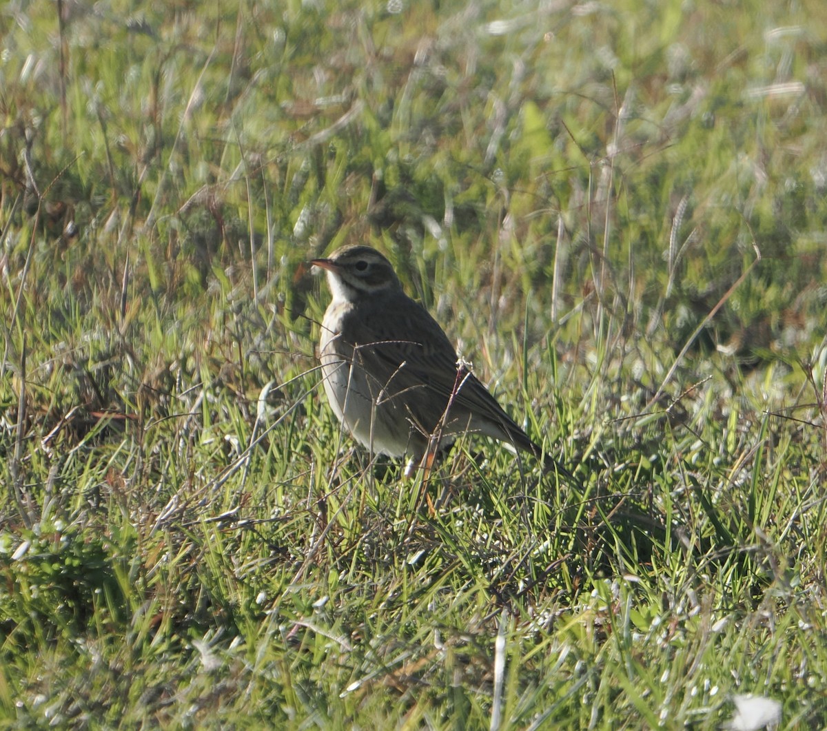 Australian Pipit - ML643801499