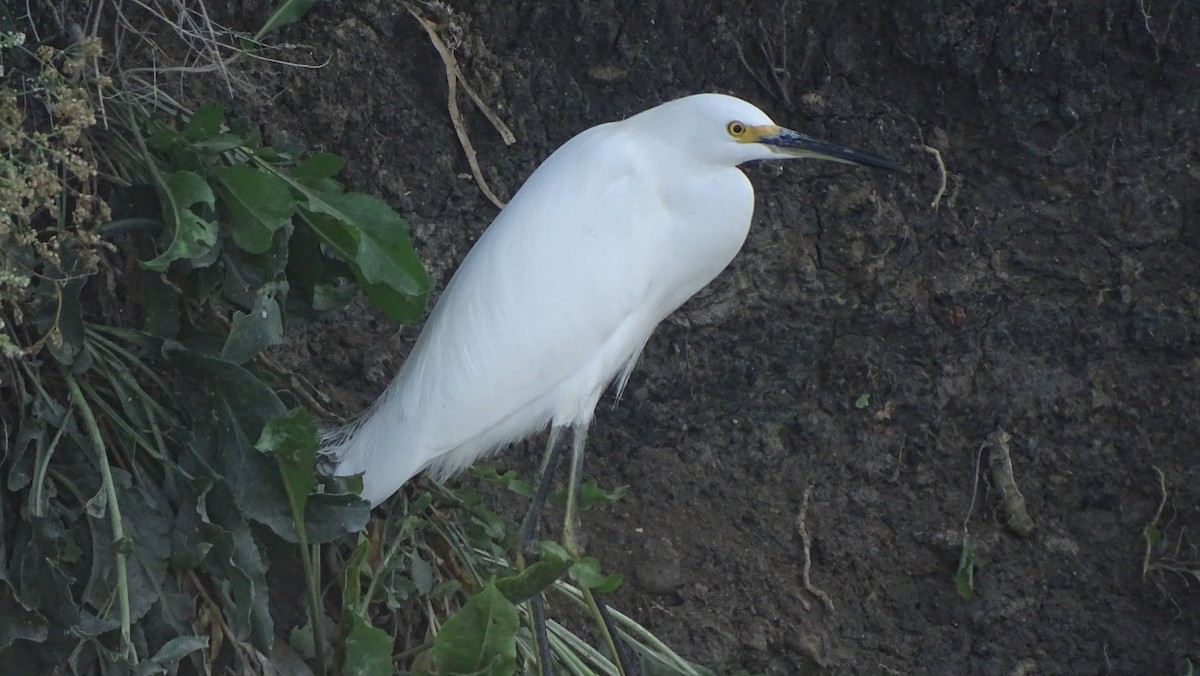Snowy Egret - ML643801527