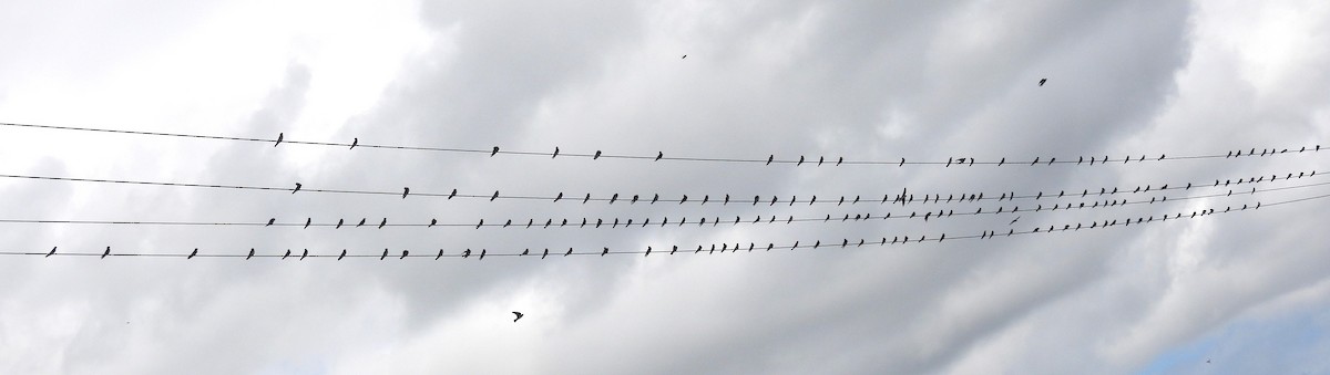 Northern Rough-winged Swallow - ML643801528