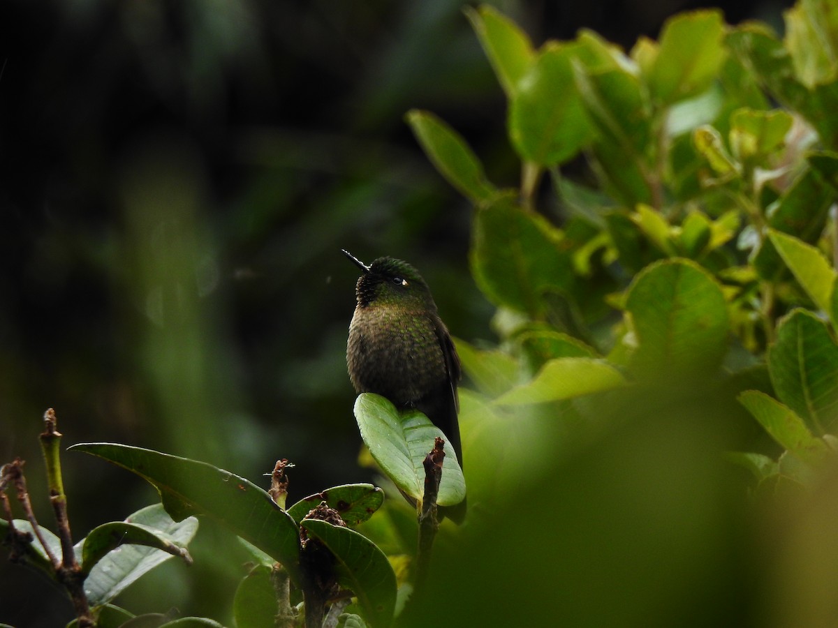 Tiryan Metalkuyruğu - ML643801529