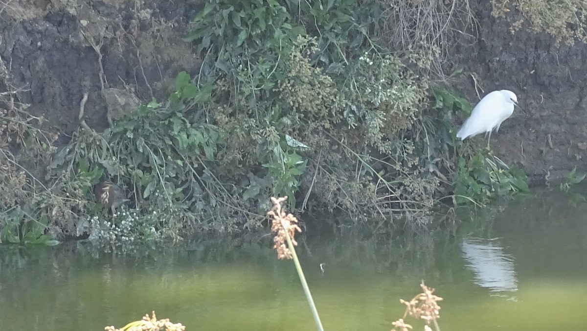 Green Heron - ML643801536