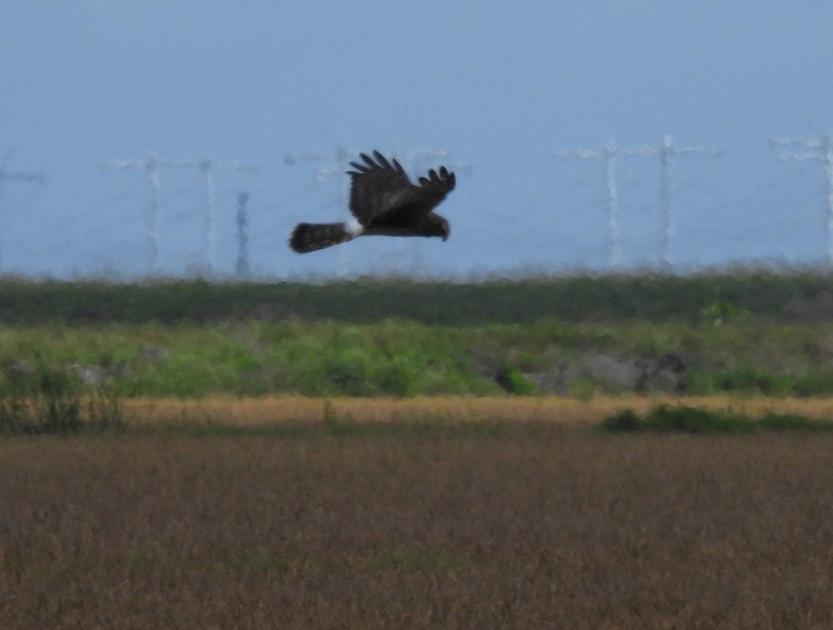 Northern Harrier - ML643801539