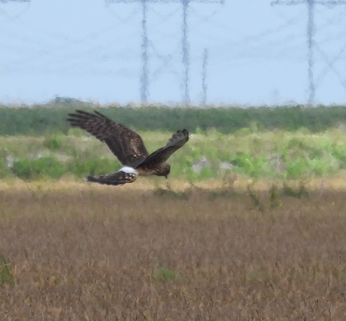 Northern Harrier - ML643801540