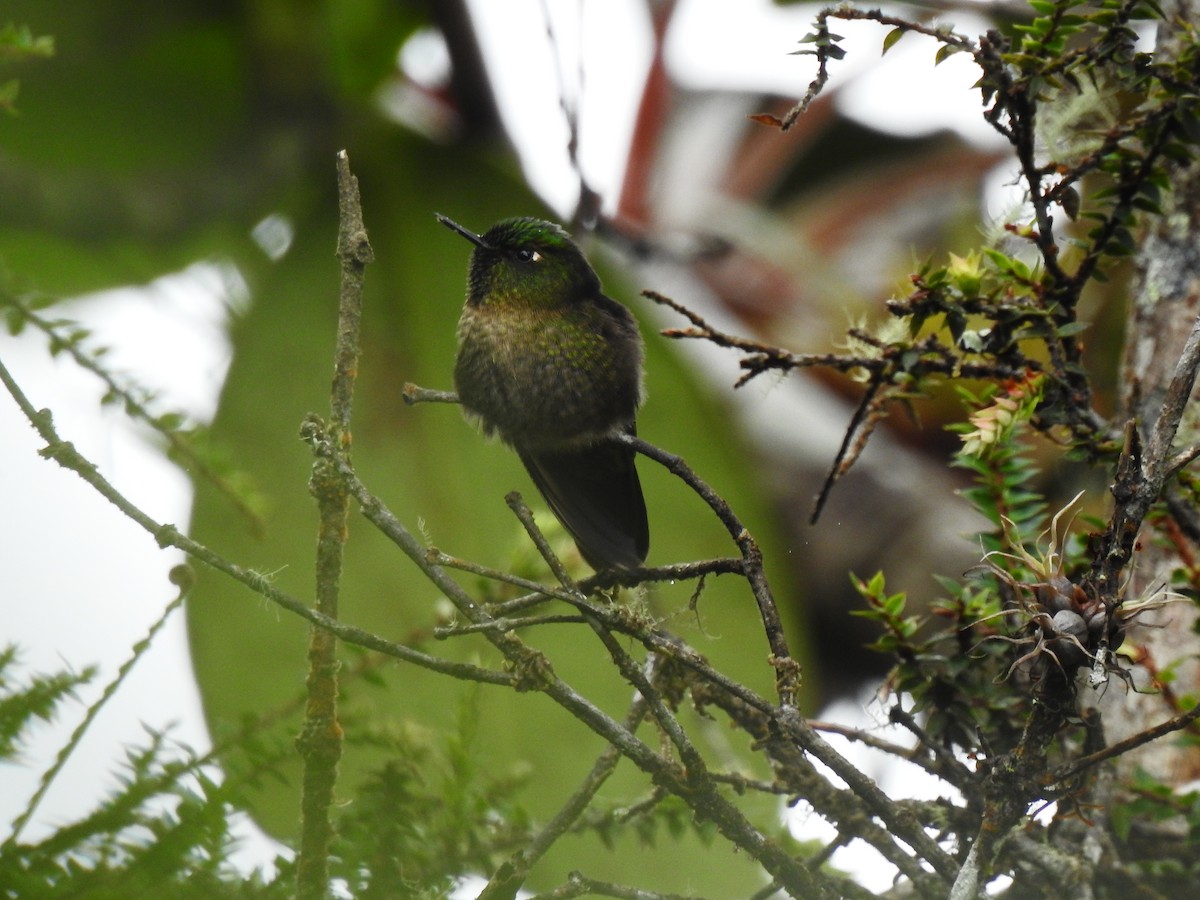 Tiryan Metalkuyruğu - ML643801546