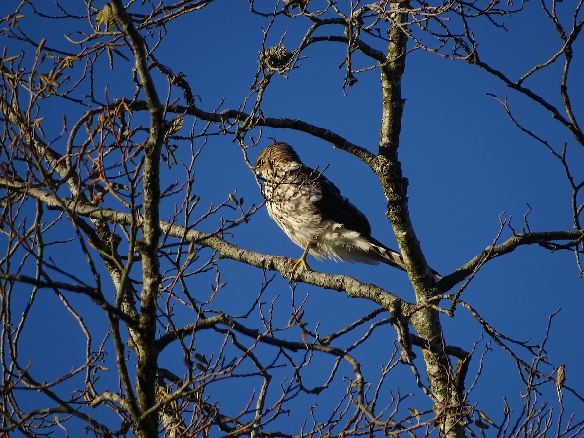 Cooper's Hawk - ML643801549