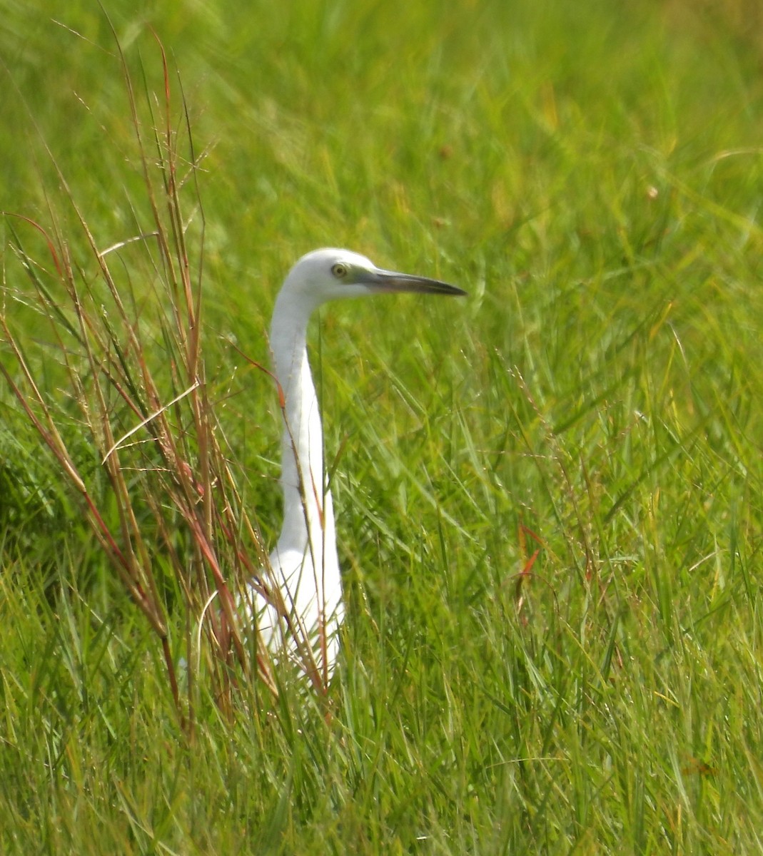Little Blue Heron - ML643801553