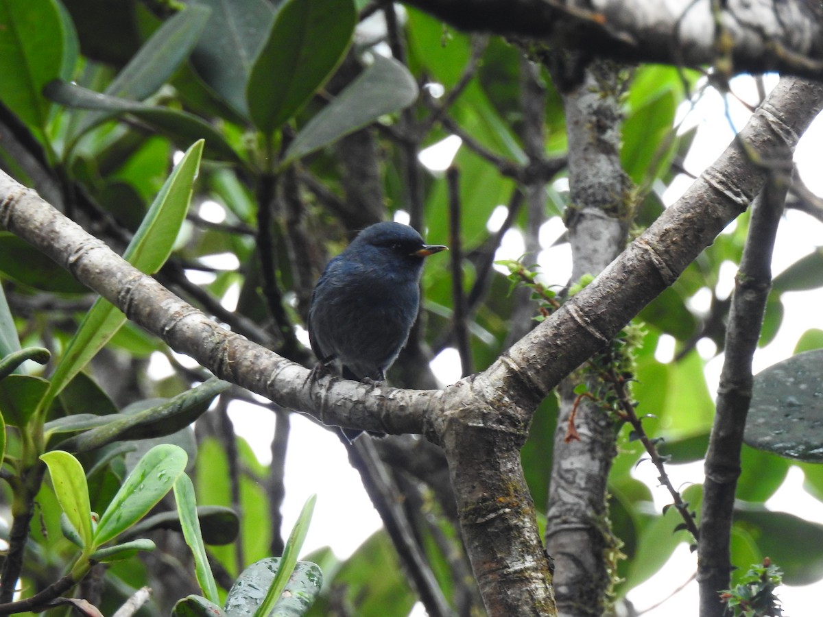 Açık Mavi Çiçekdelen - ML643801554