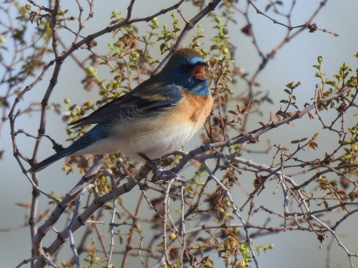Lazuli Bunting - ML643801556