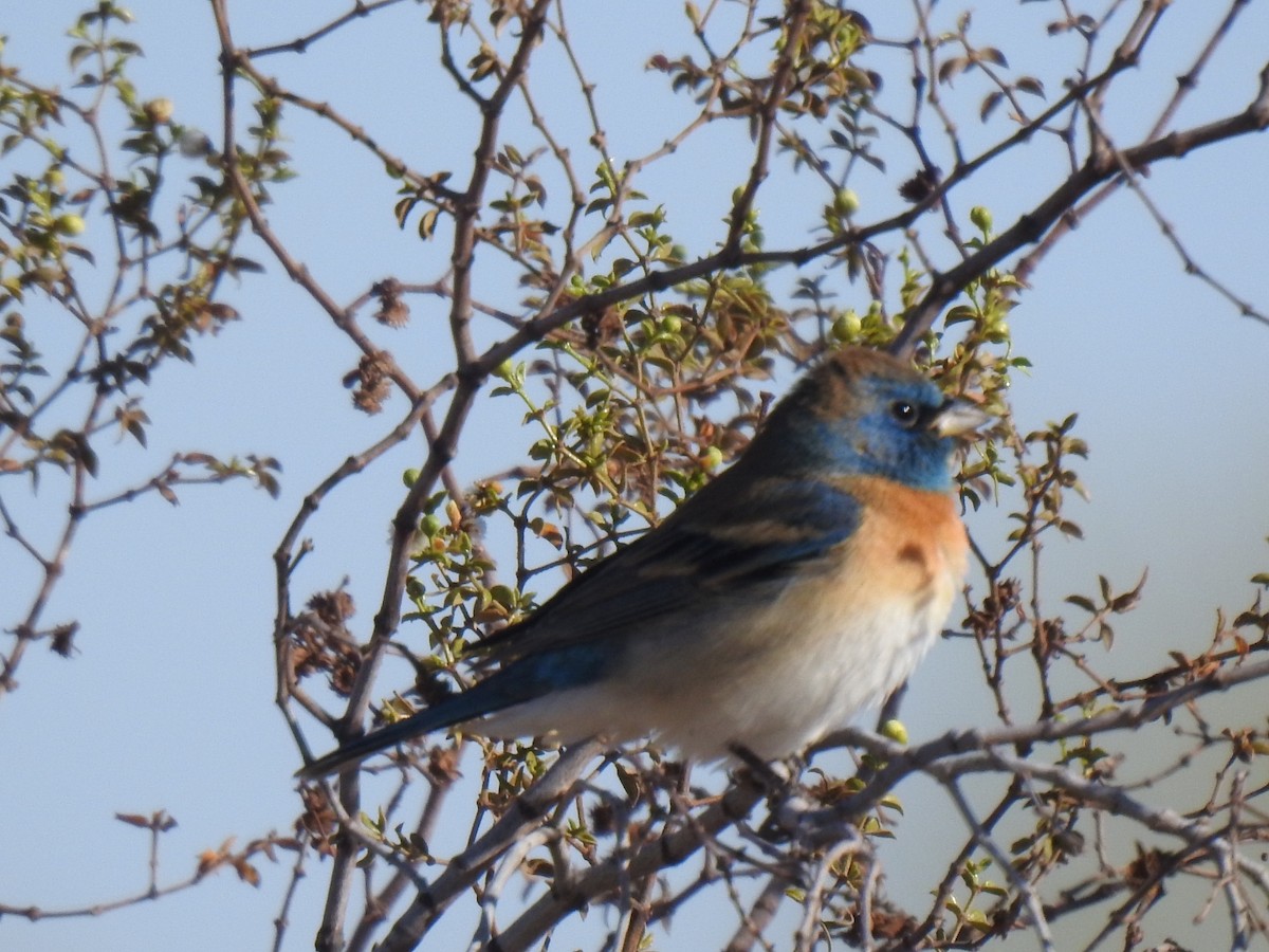 Lazuli Bunting - ML643801557