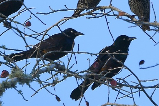 Rusty Blackbird - ML643801558