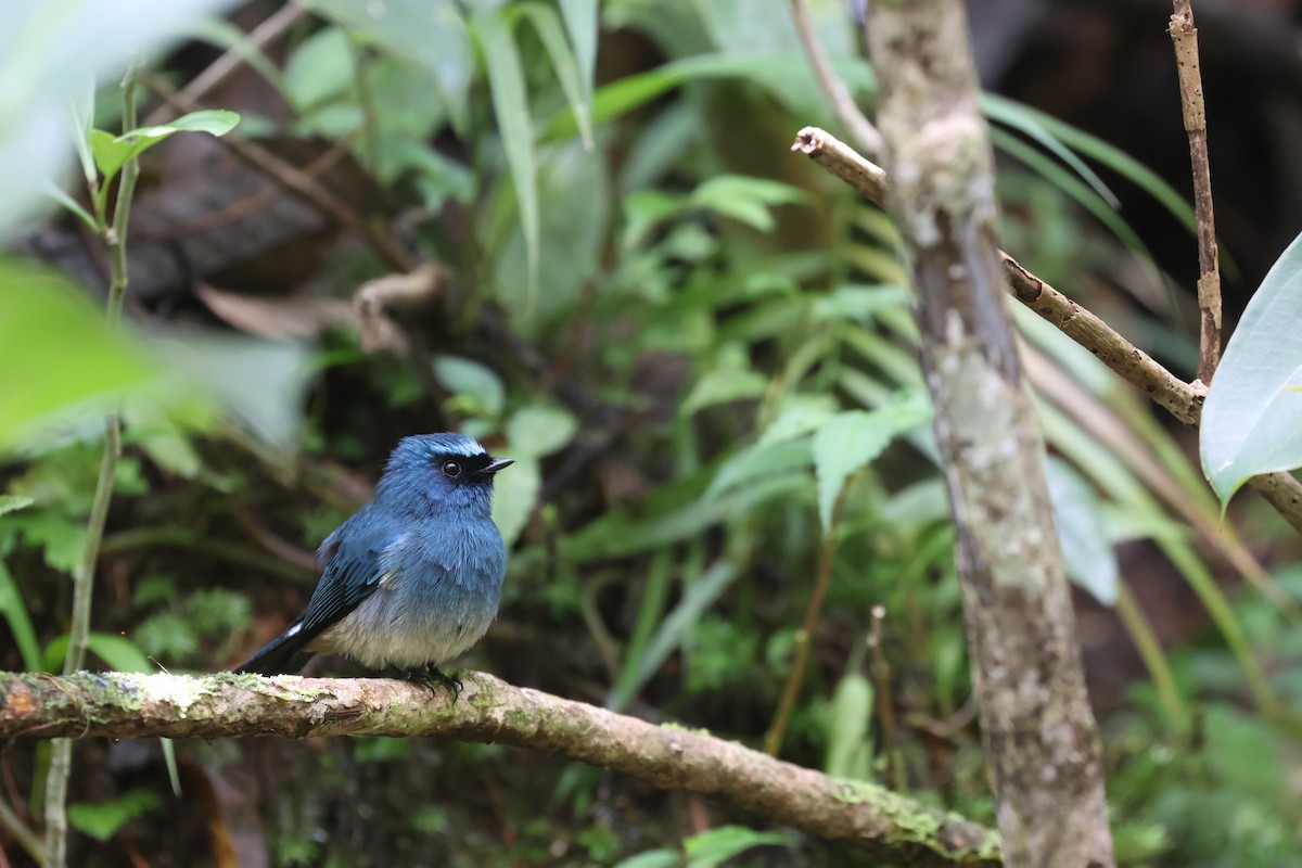 Indigo Flycatcher (Rufous-vented) - ML643801566