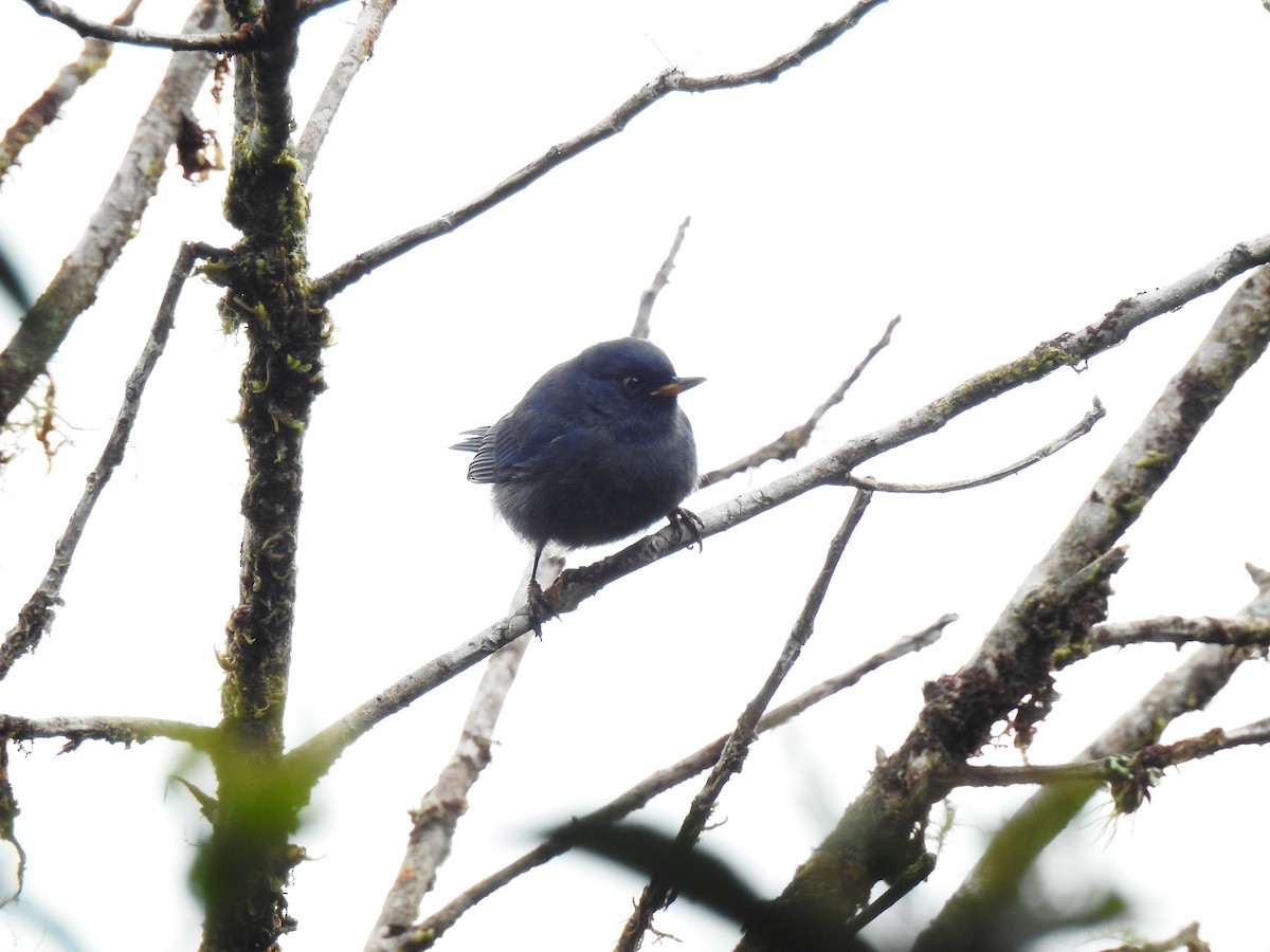 Açık Mavi Çiçekdelen - ML643801567