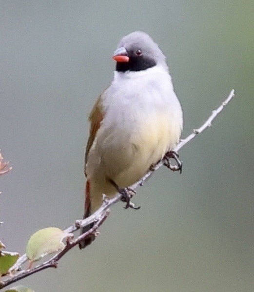 Swee Waxbill - ML643801570