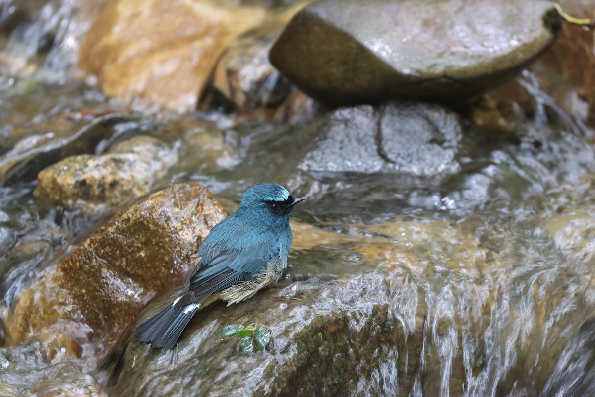 Indigo Flycatcher (Rufous-vented) - ML643801571