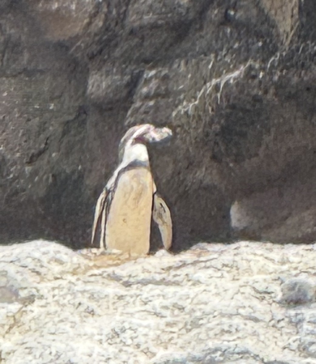 Humboldt Penguin - ML643801591