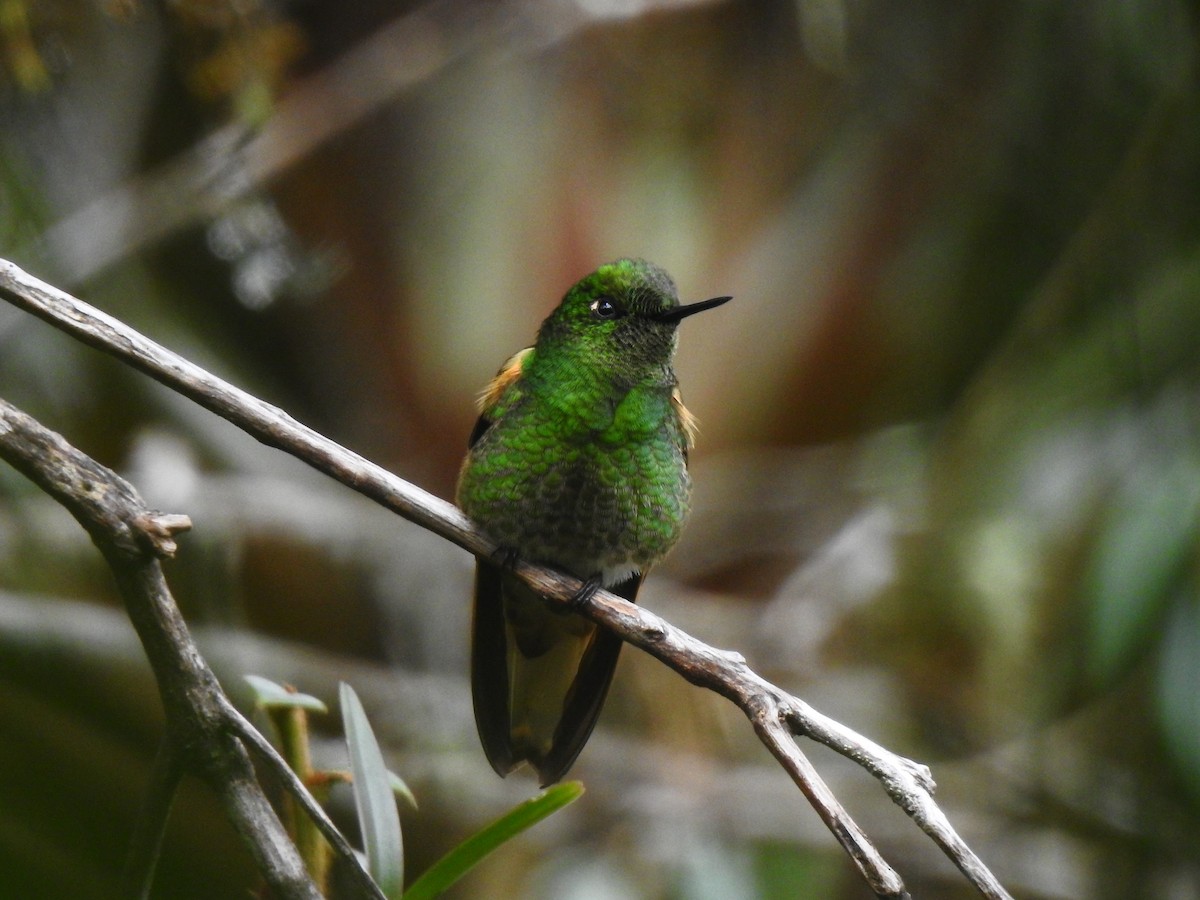 Sarıca Kuyruklu Koronet - ML643801602