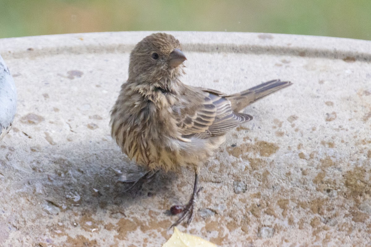 House Finch - ML643801634
