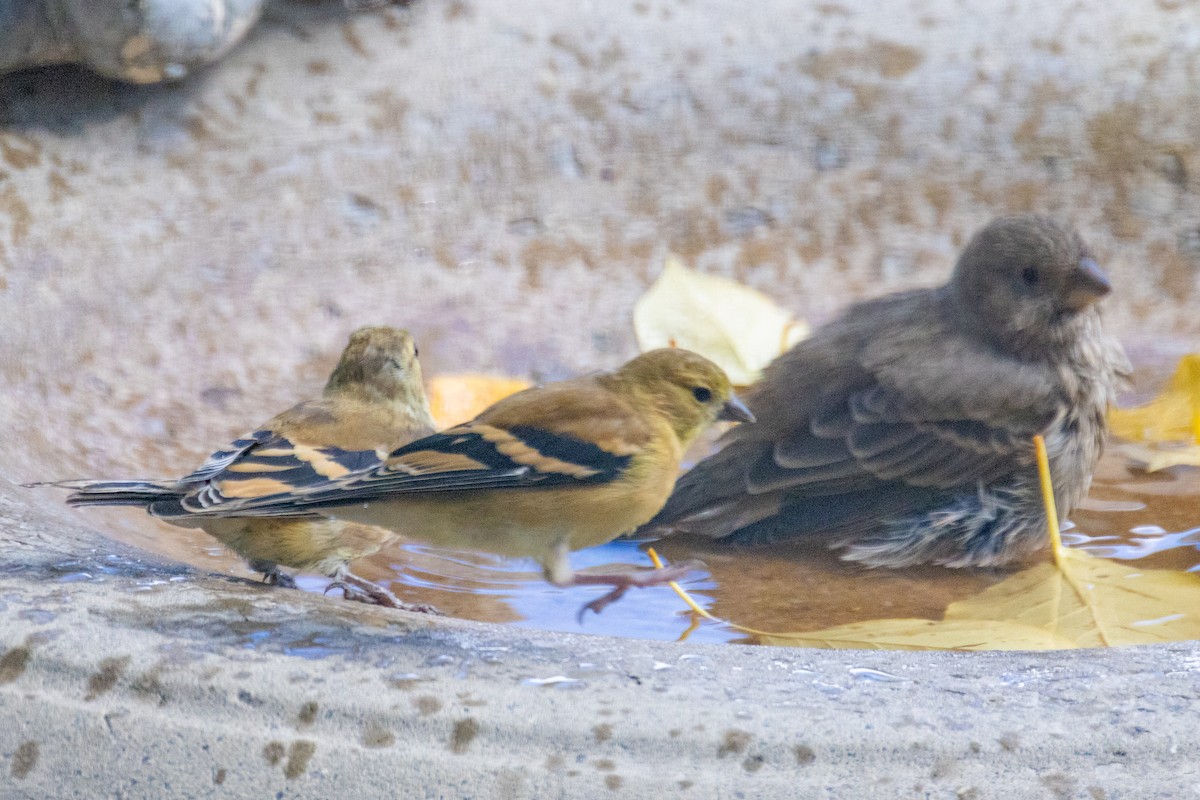 American Goldfinch - ML643801638