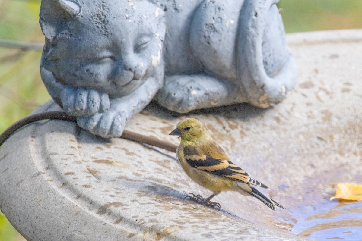 American Goldfinch - ML643801639