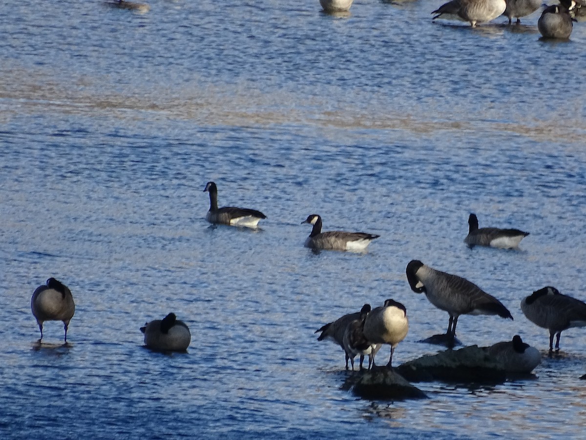 Canada Goose - ML643801640