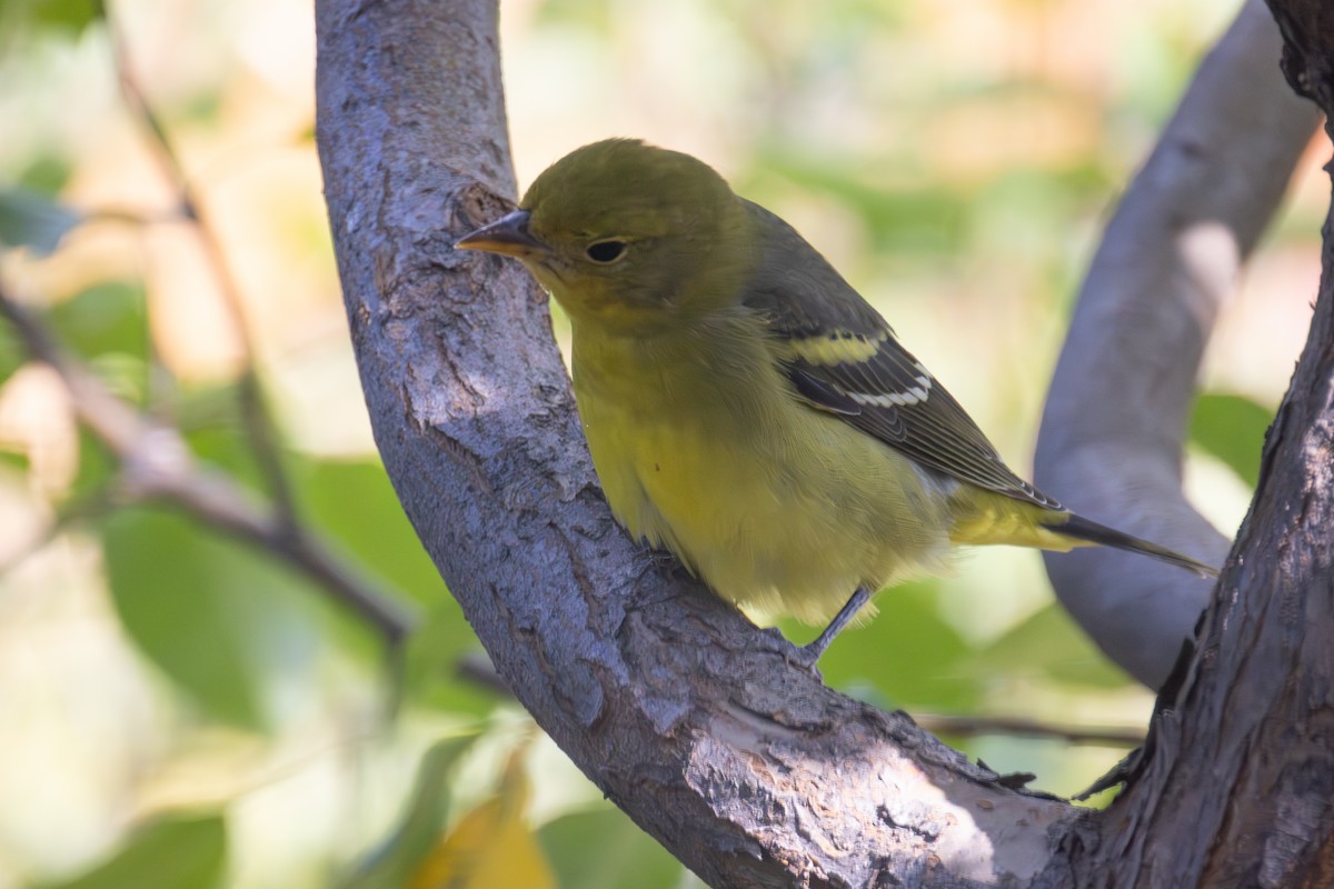 Western Tanager - ML643801642