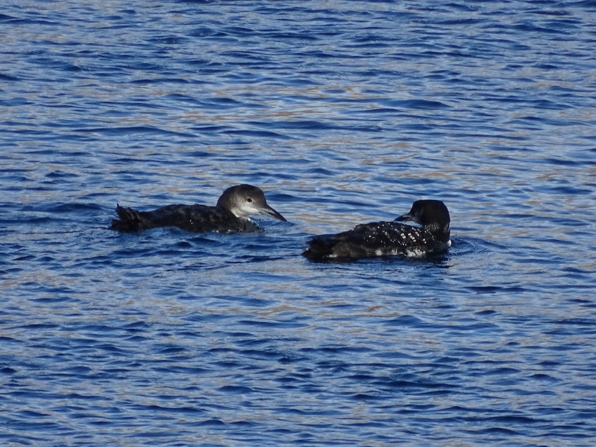 Common Loon - ML643801643