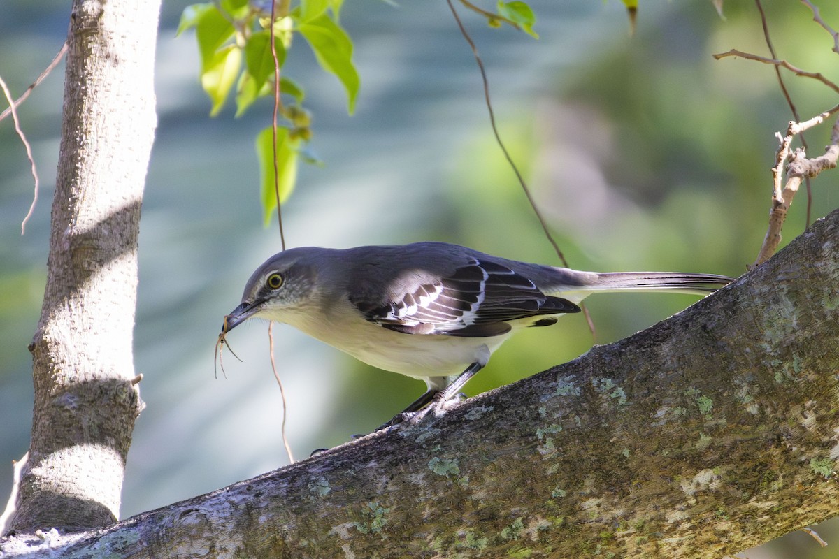 Northern Mockingbird - ML643801645