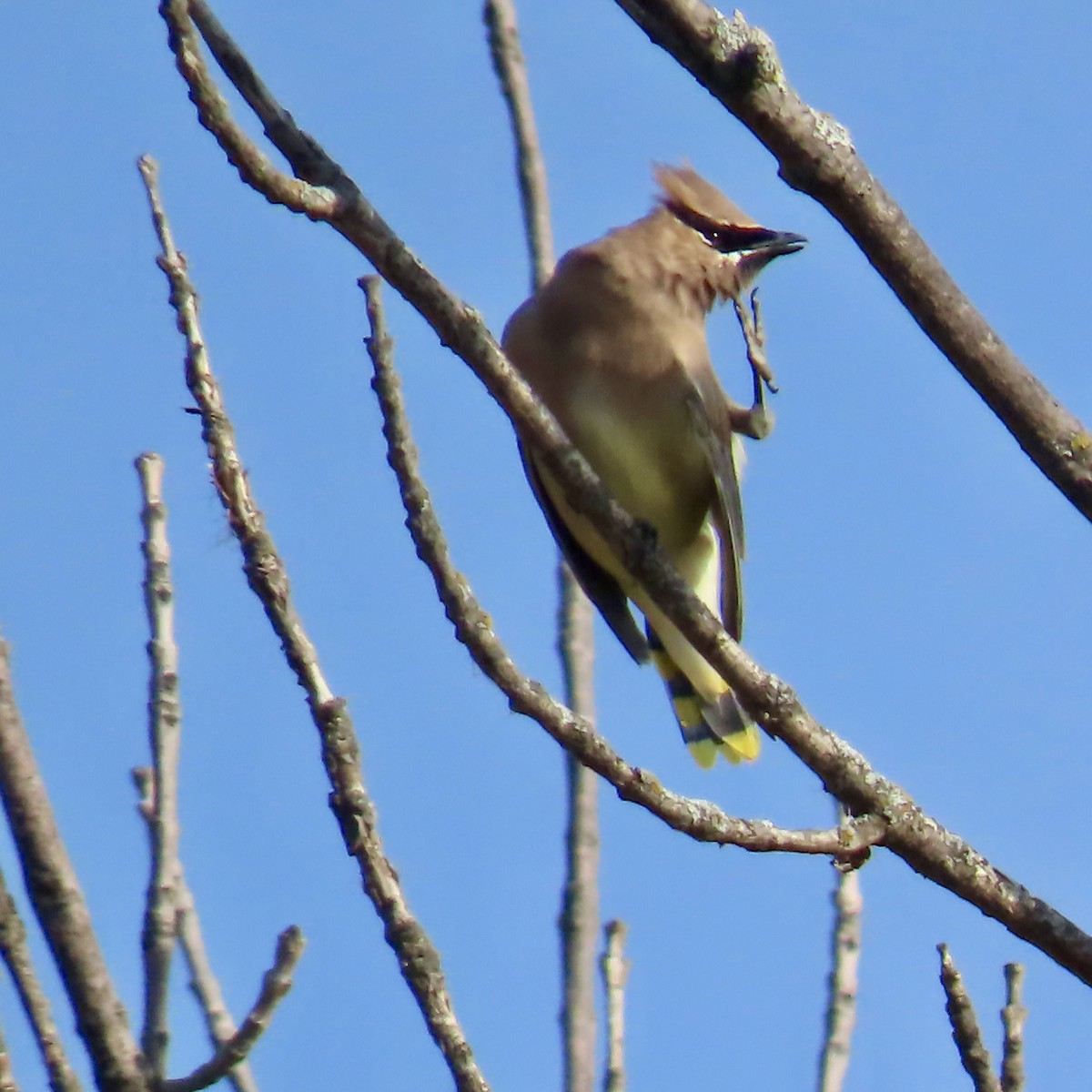 Cedar Waxwing - ML643801647