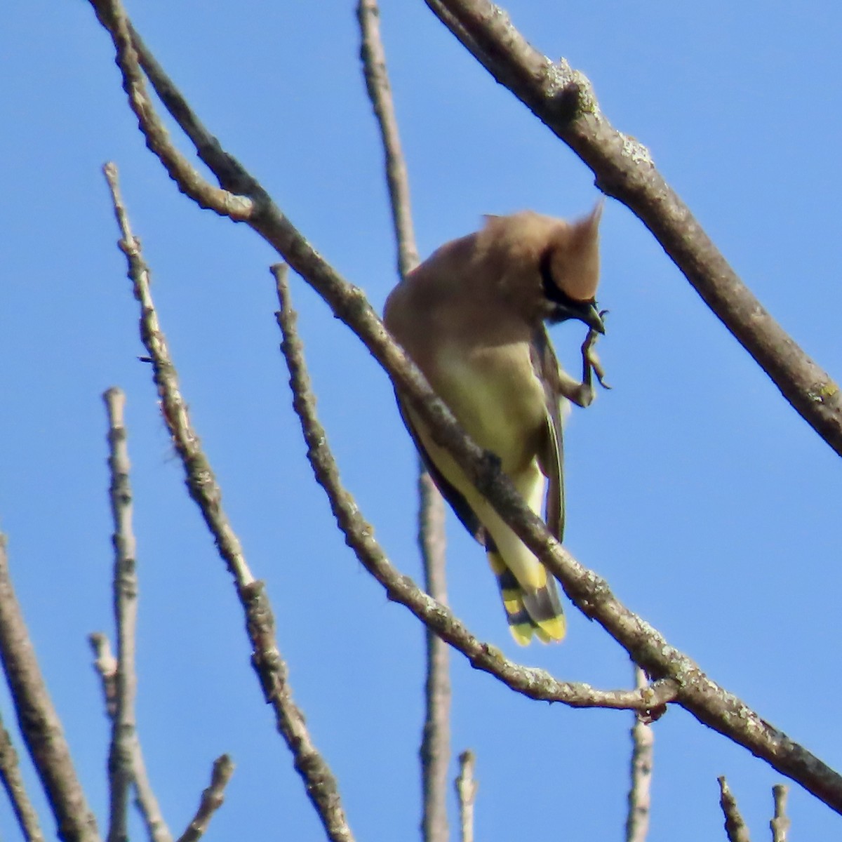 Cedar Waxwing - ML643801648