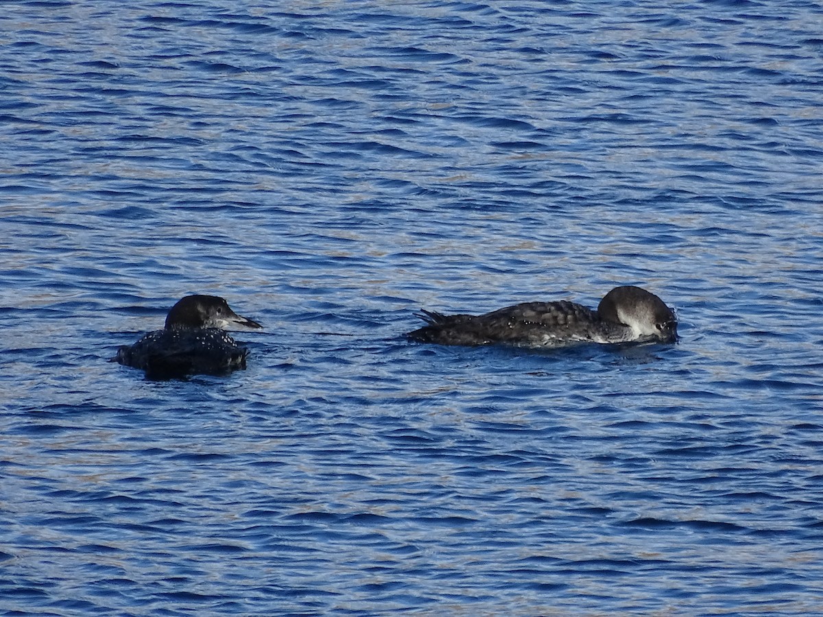 Common Loon - ML643801650