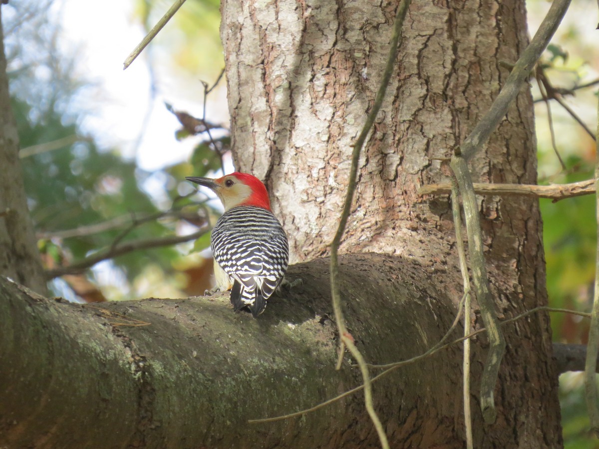 Red-bellied Woodpecker - ML643801654