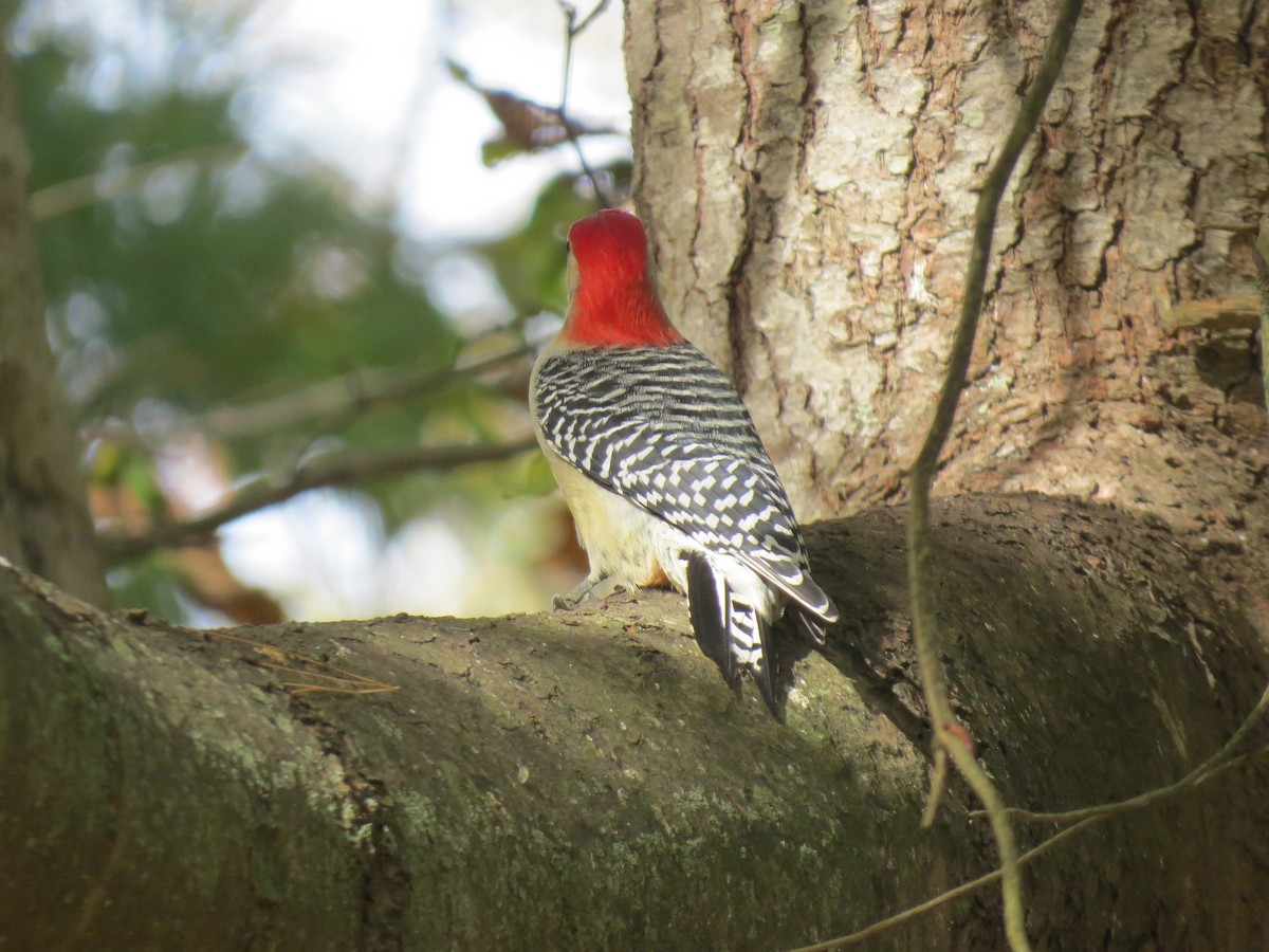 Red-bellied Woodpecker - ML643801655