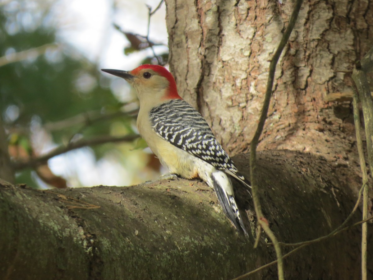 Red-bellied Woodpecker - ML643801656