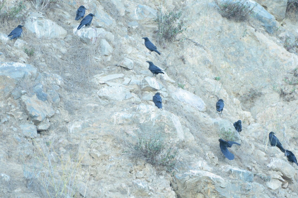 Grand Corbeau - ML643801665