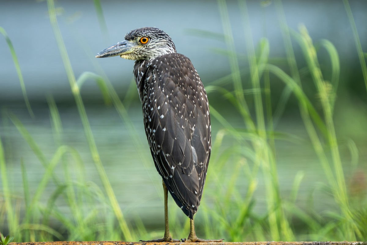 Yellow-crowned Night Heron - ML643801667