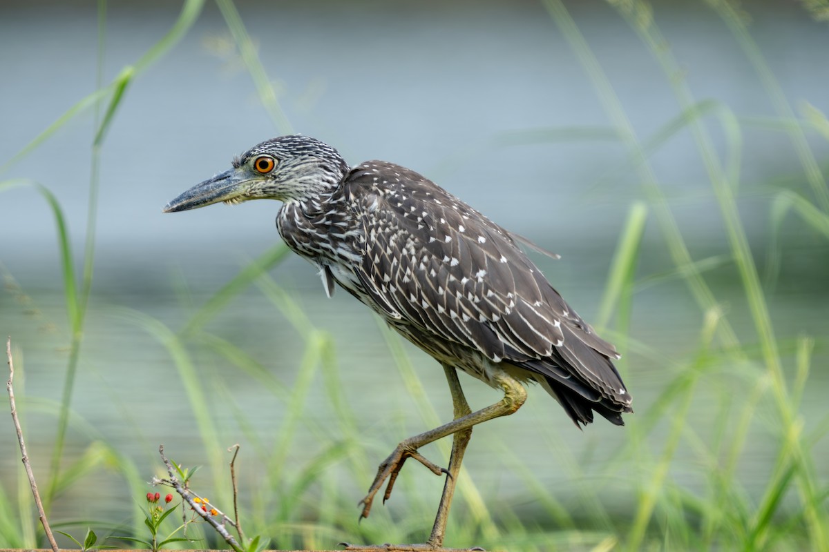 Yellow-crowned Night Heron - ML643801670
